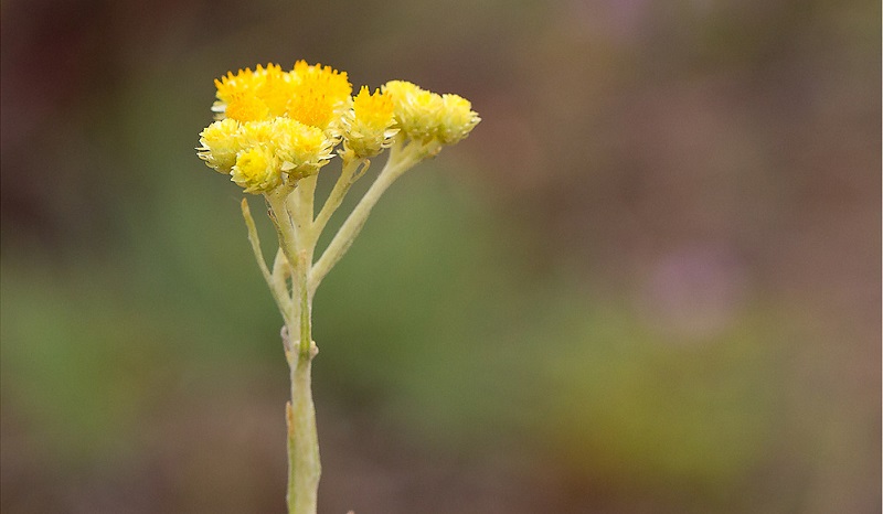Helichrysum Arenarium, planta ce poate fi folosita in combaterea daunatorilor