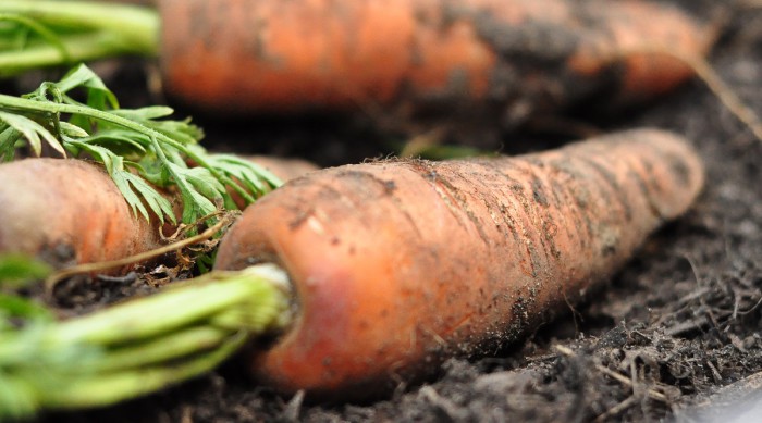 Asolamentul Legumelor - Sfatul Horticultorului