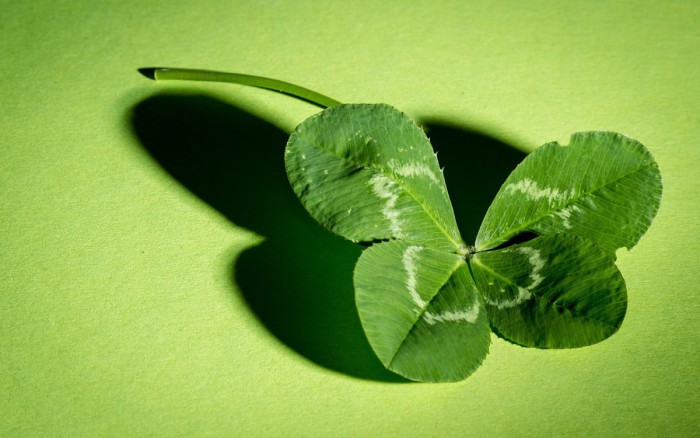 Uite 6 plante ce iti aduc noroc. Vezi cum trebuie sa le ingrijesti