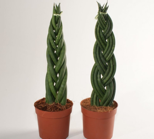 planta-sarpe