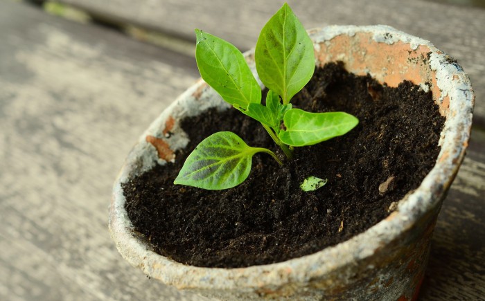 10 pasi esentiali pentru a va produce singuri rasadurile